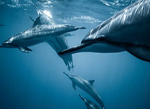 NBL更新社媒分享球迷故事:是十年如一日的陪伴